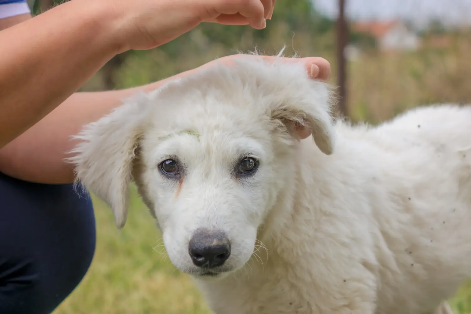Bir Kuvasz yavrusu satın almak sorumluluk almak demektir! Kuvasz yavru köpekleri satın alın.
