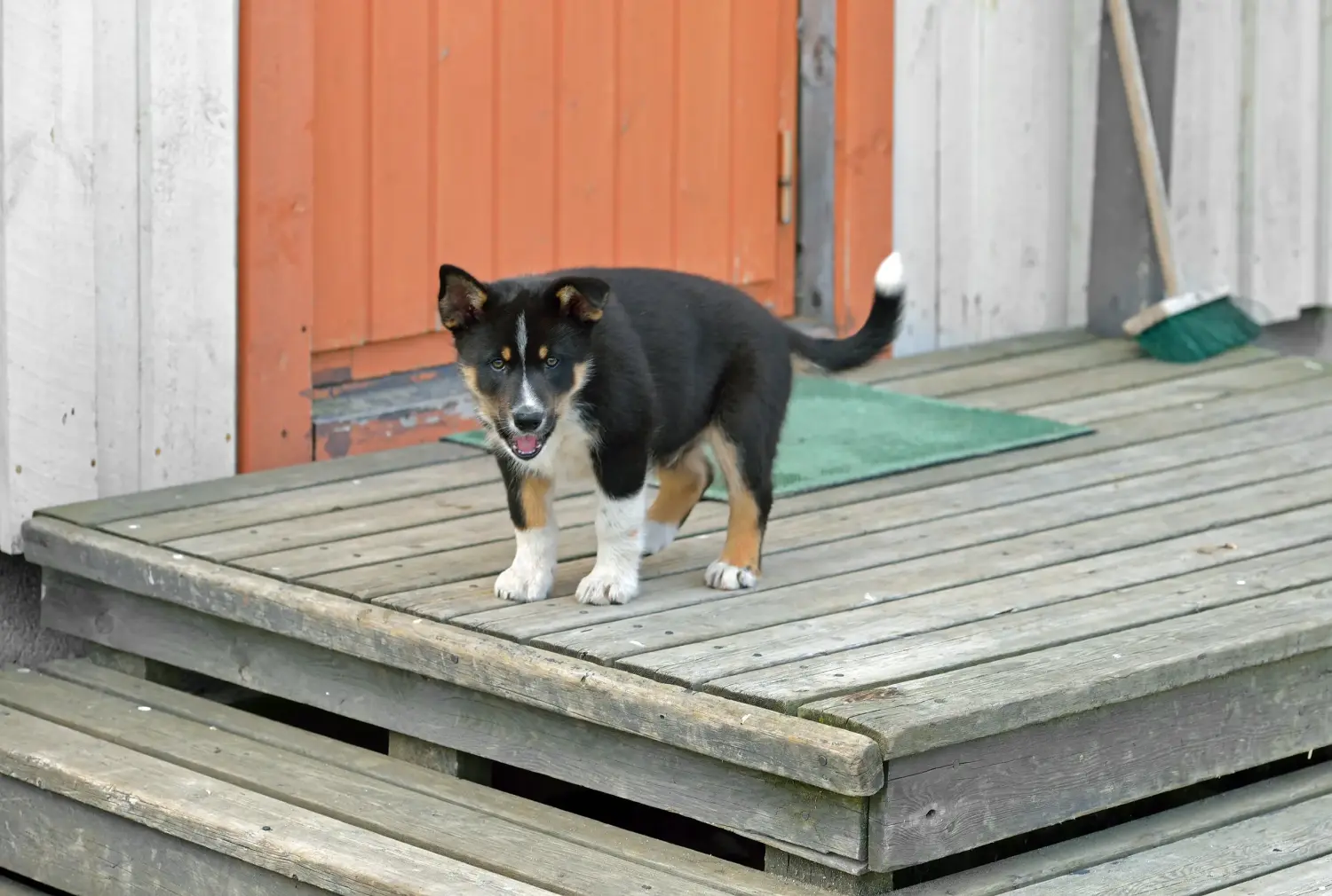 Lappish ren geyiği köpeği yavrusu satın almak sorumluluk almak demektir! Lappish ren geyiği köpek yavruları satın alın.