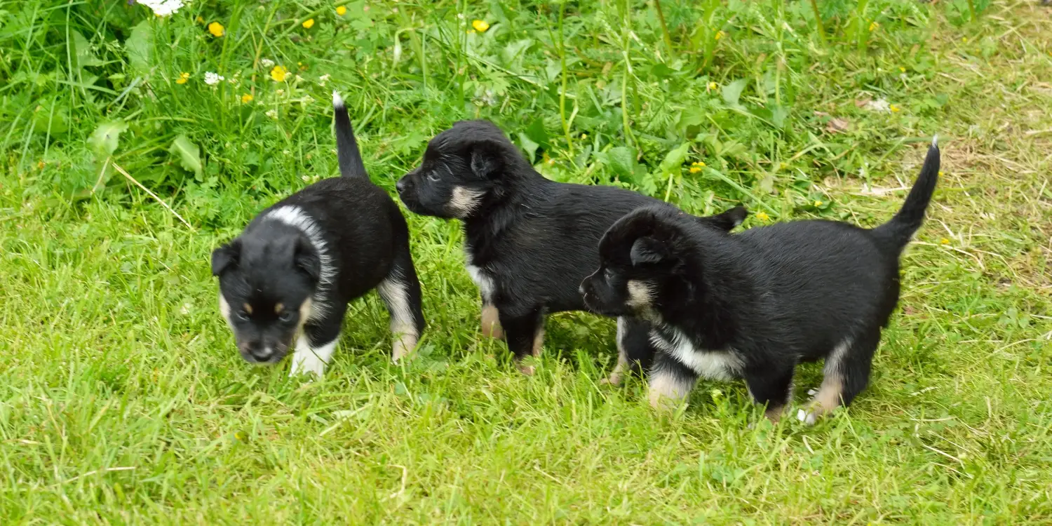 Lappish ren geyiği köpeği yavrusu satın almak sorumluluk almak demektir! Lappish ren geyiği köpek yavruları satın alın.