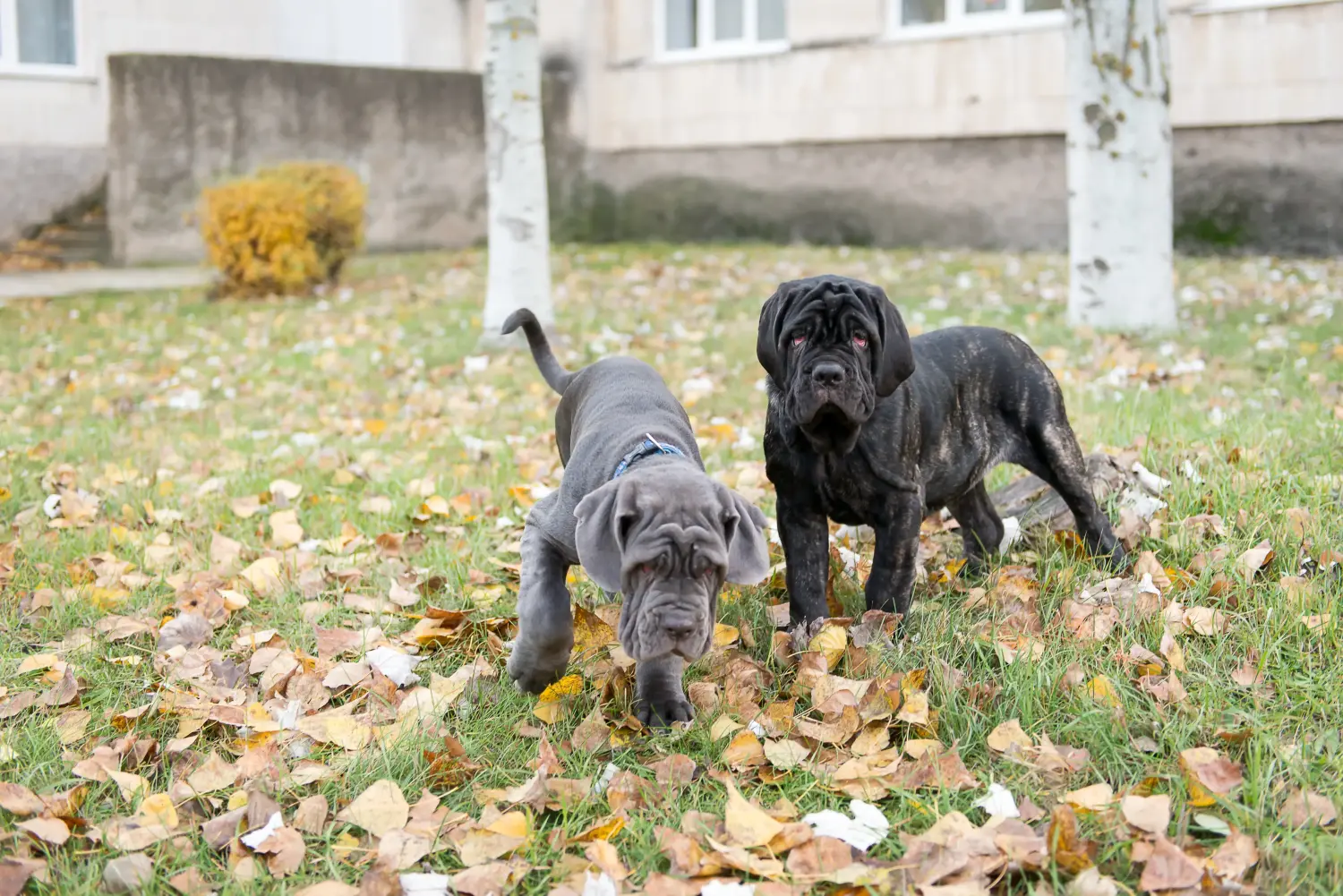 Bir Mastino Napoletano yavrusu satın almak sorumluluk almak demektir! Mastino Napoletano yavru köpekleri satın alın.