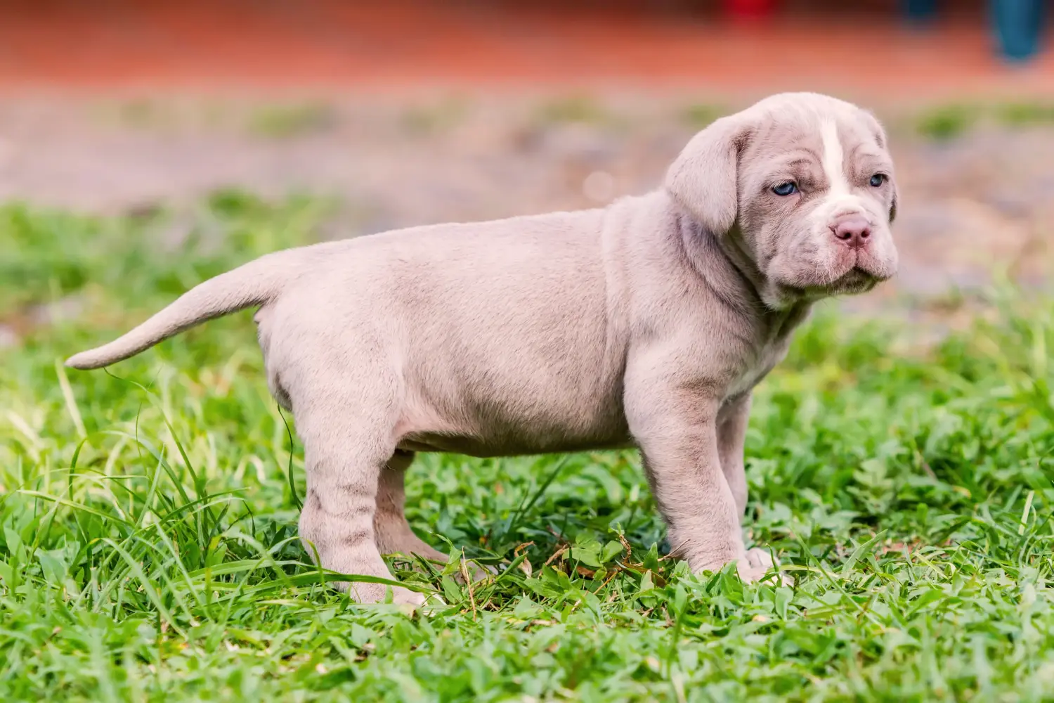 Bir Mastino Napoletano yavrusu satın almak sorumluluk almak demektir! Mastino Napoletano yavru köpekleri satın alın.