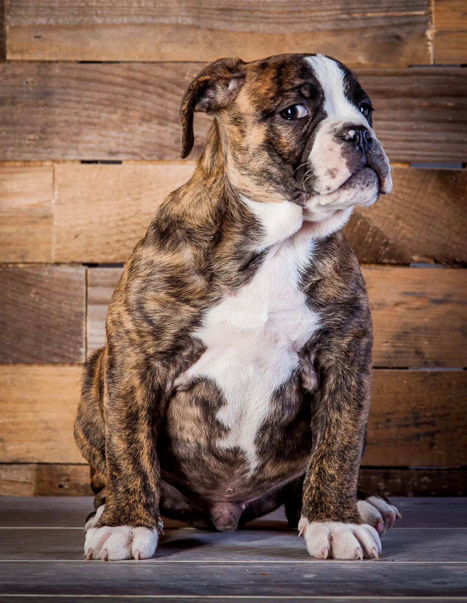 Bir Olde English Bulldog yavrusu satın almak sorumluluk almak demektir! Olde English Bulldog yavruları satın alın.