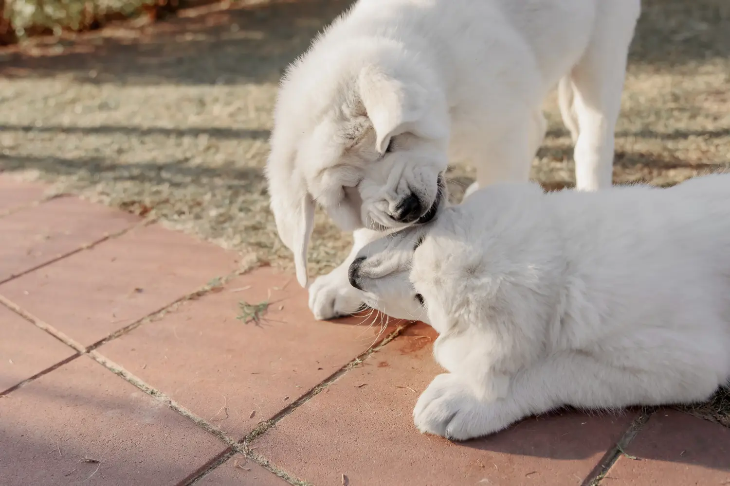 Bir Orta Asya Çoban Köpeği satın almak sorumluluk almak demektir! Orta Asya Çoban köpeği yavruları satın alın.