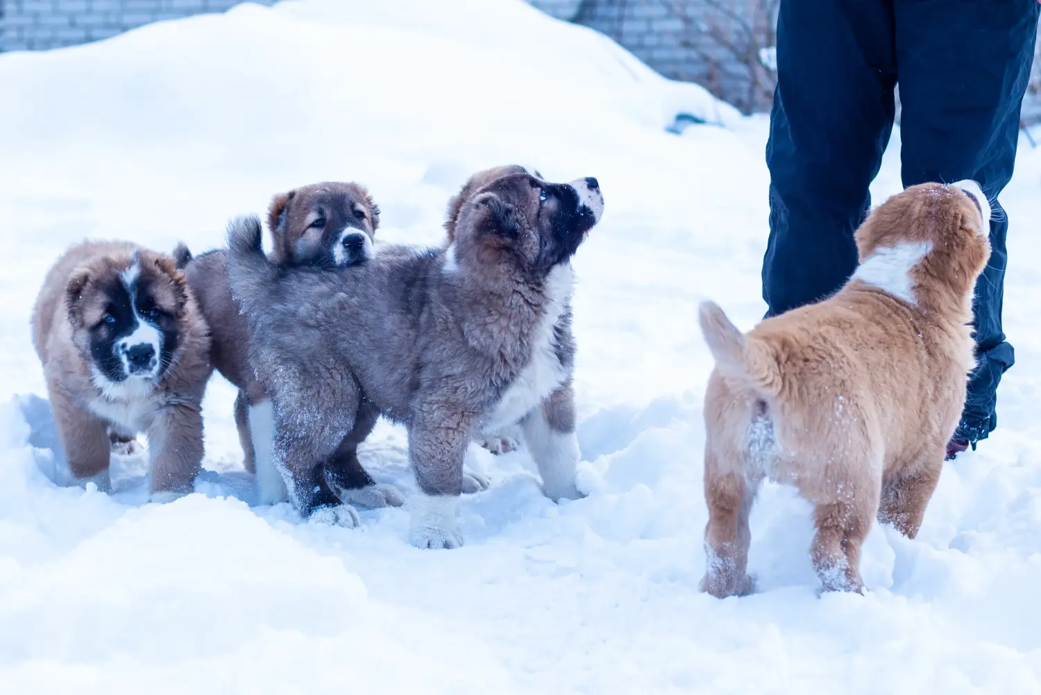Bir Orta Asya Çoban Köpeği satın almak sorumluluk almak demektir! Orta Asya Çoban köpeği yavruları satın alın.