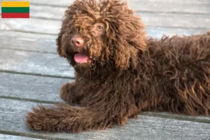 Read more about the article Litvanya’da Perro de Agua Español yetiştiricileri ve köpek yavruları