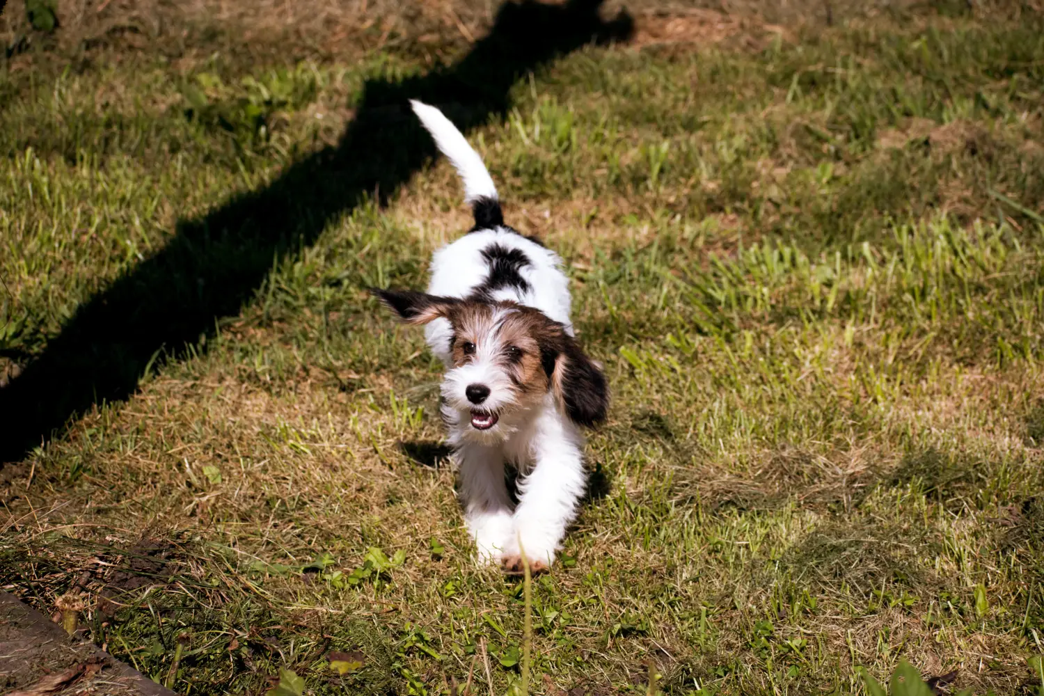 Bir Petit Basset Griffon Vendéen yavru köpek satın almak sorumluluk almak demektir! Satılık Petit Basset Griffon Vendéen yavru köpekler.