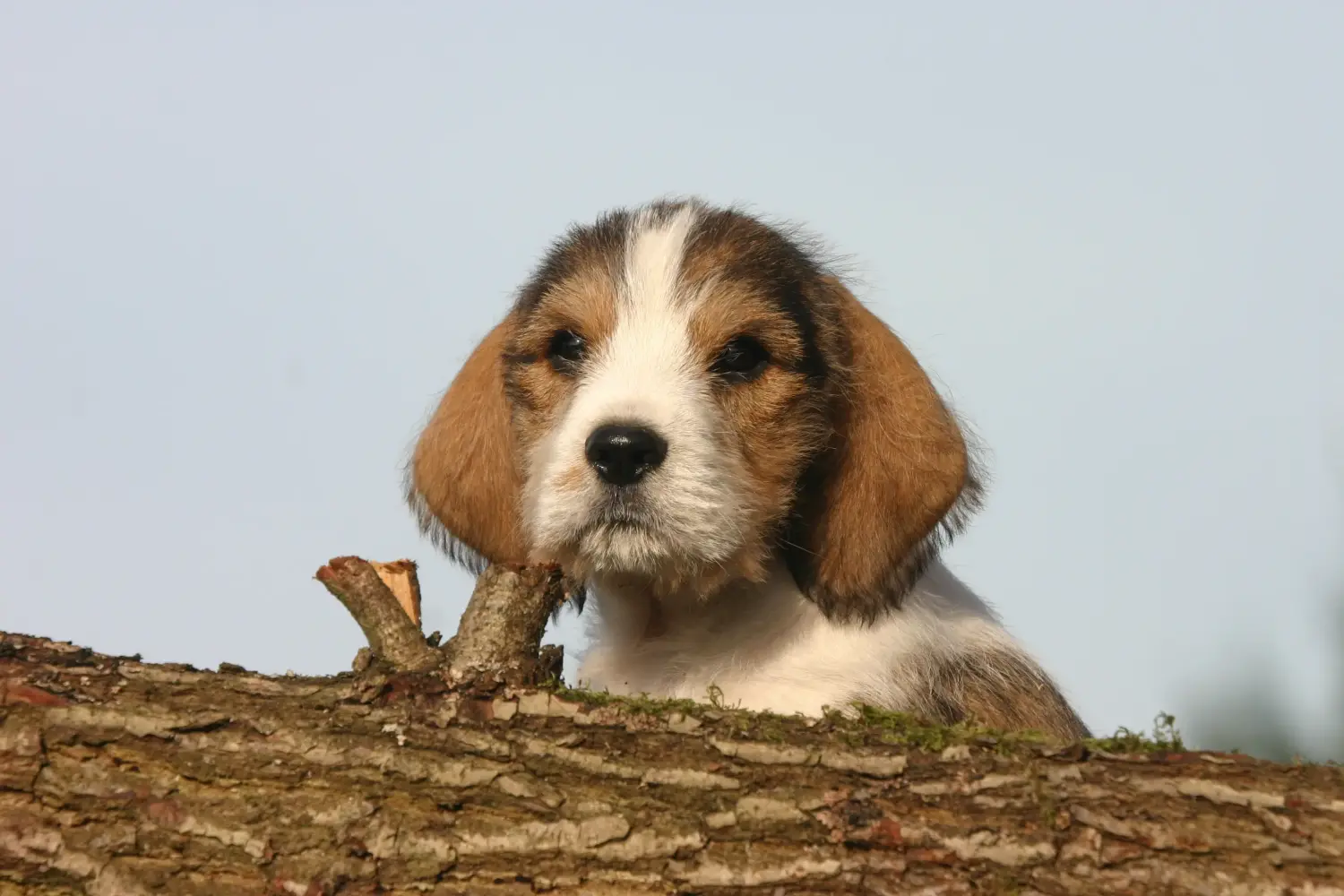 Bir Petit Basset Griffon Vendéen yavru köpek satın almak sorumluluk almak demektir! Satılık Petit Basset Griffon Vendéen yavru köpekler.