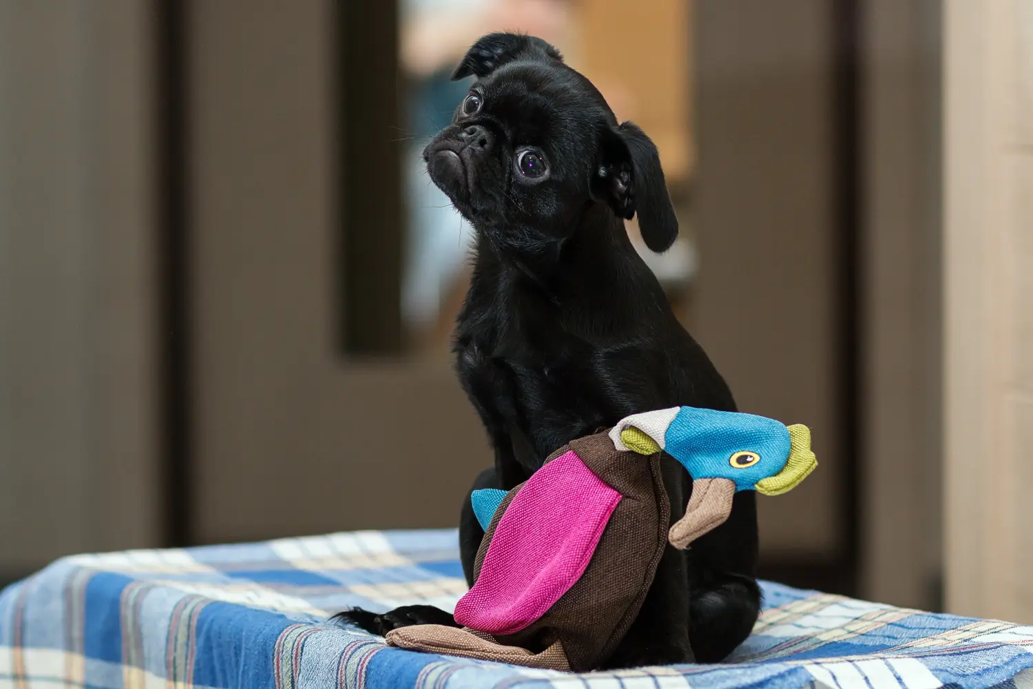 Bir Petit Brabançon yavru köpek satın almak sorumluluk almak demektir! Petit Brabançon yavru köpekleri satın alın.