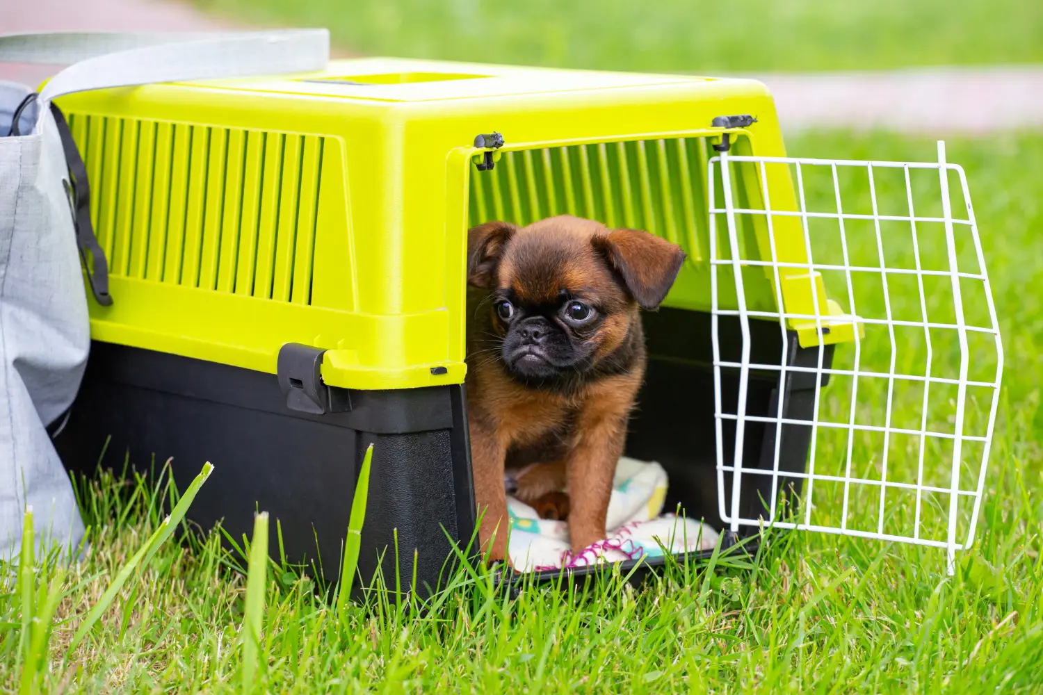 Bir Petit Brabançon yavru köpek satın almak sorumluluk almak demektir! Petit Brabançon yavru köpekleri satın alın.