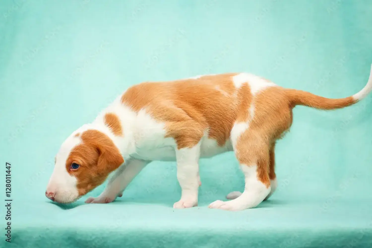 Bir Podenco yavrusu satın almak sorumluluk almak demektir! Podenco yavru köpekleri satın alın.