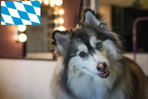 Read more about the article Bavyera’da Pomsky yetiştiricileri ve köpek yavruları