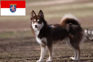 Read more about the article Hessen’de Pomsky yetiştiricileri ve köpek yavruları