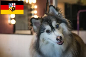 Read more about the article Saarland’da Pomsky yetiştiricileri ve köpek yavruları