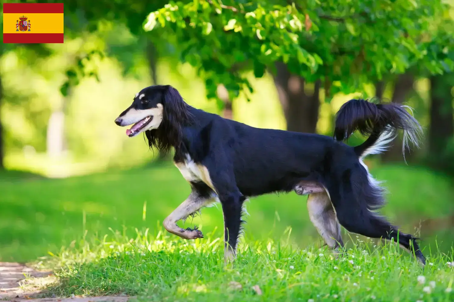 Read more about the article İspanya’da Saluki yetiştiricileri ve köpek yavruları