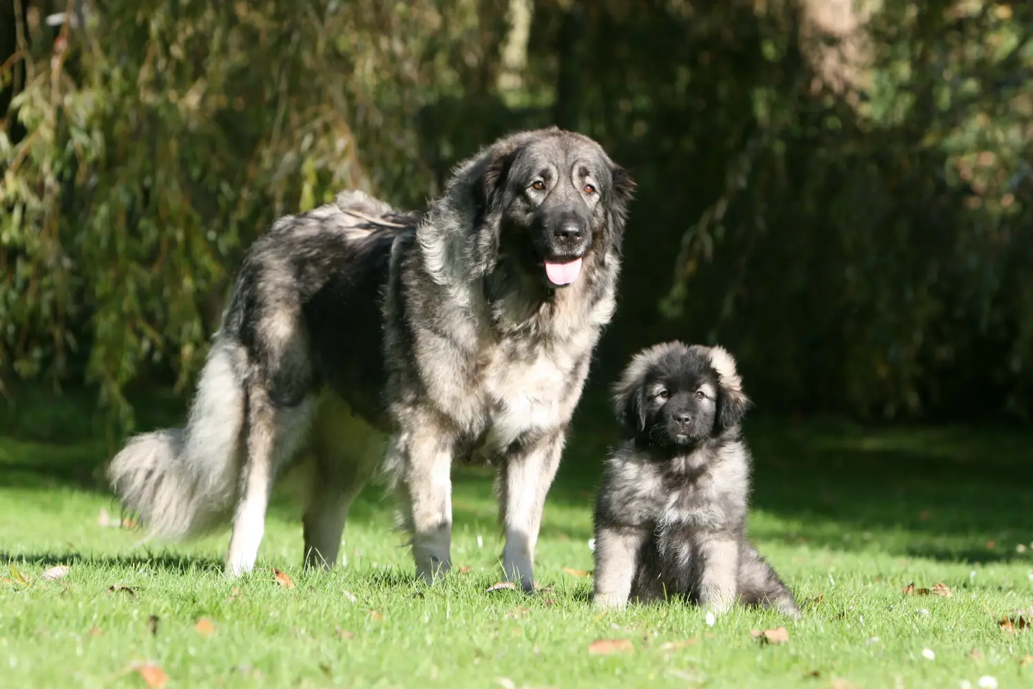 Bir Šarplaninac yavru köpek satın almak sorumluluk almak demektir! Šarplaninac yavru köpek satın alın.