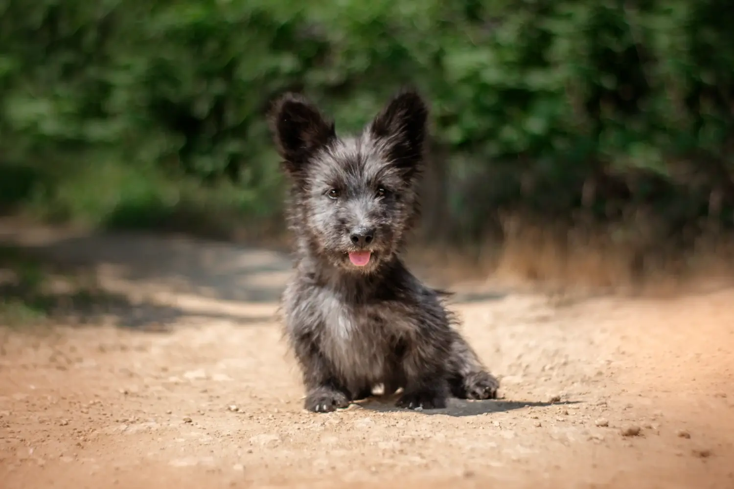 Bir Skye Terrier yavrusu satın almak sorumluluk almak demektir! Skye Terrier yavruları satın alın.