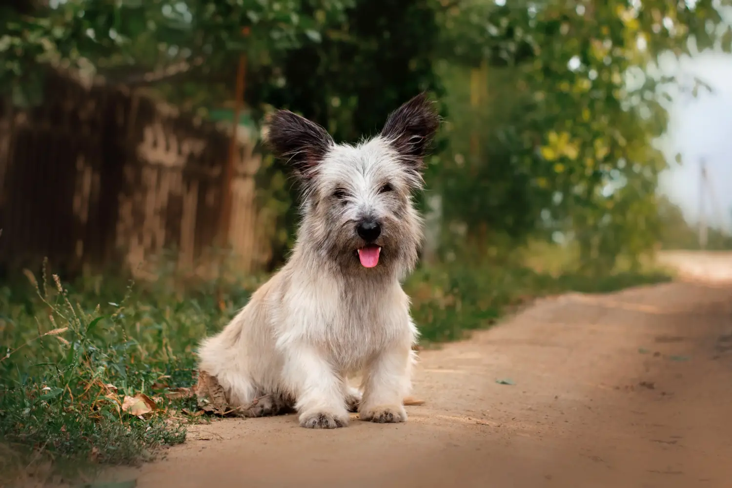 Bir Skye Terrier yavrusu satın almak sorumluluk almak demektir! Skye Terrier yavruları satın alın.