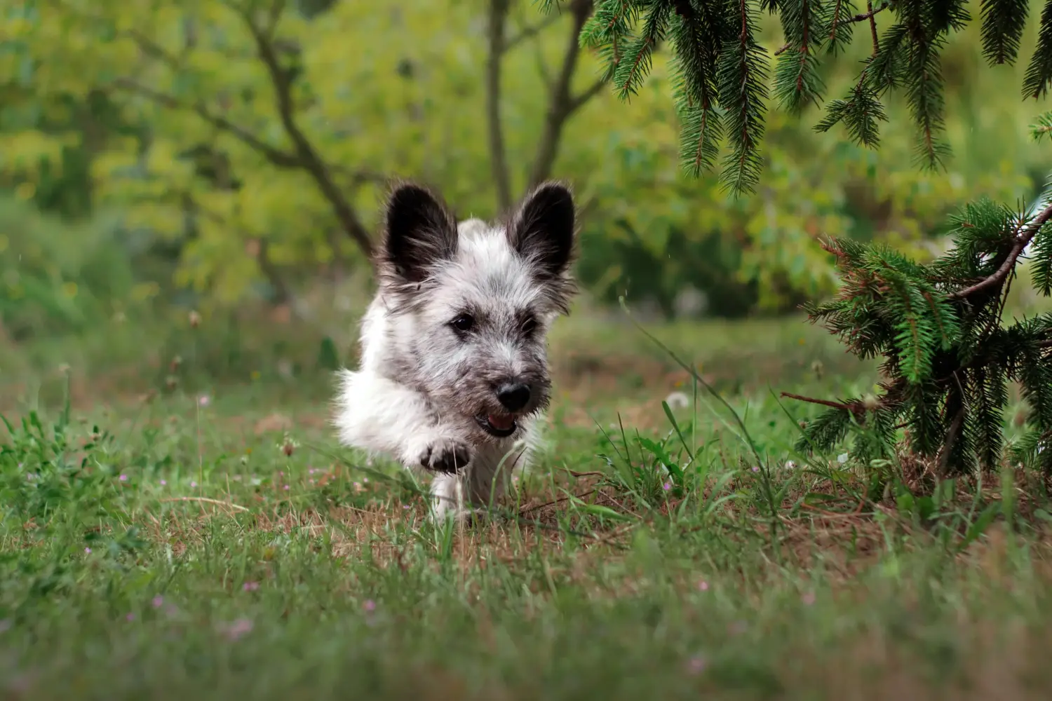 Bir Skye Terrier yavrusu satın almak sorumluluk almak demektir! Skye Terrier yavruları satın alın.