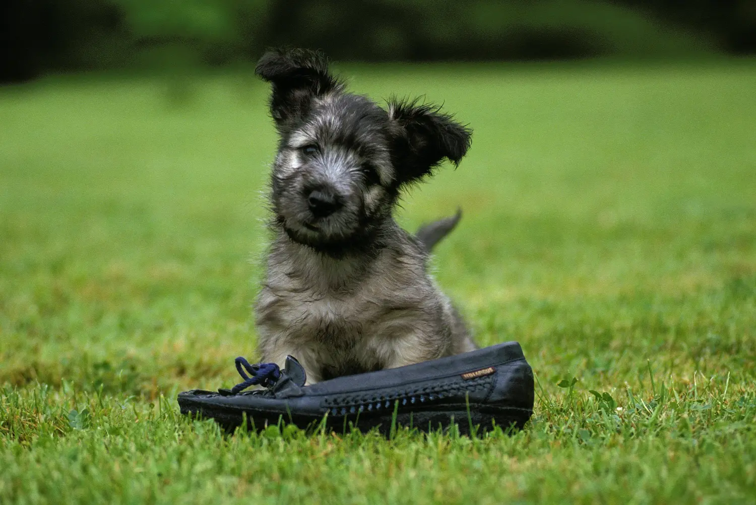 Bir Skye Terrier yavrusu satın almak sorumluluk almak demektir! Skye Terrier yavruları satın alın.