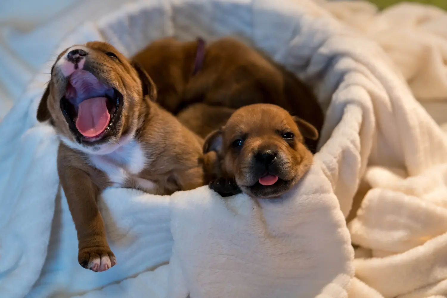 Bir Staffordshire Bull Terrier yavrusu satın almak sorumluluk almak demektir! Staffordshire Bull Terrier yavruları satın alın.