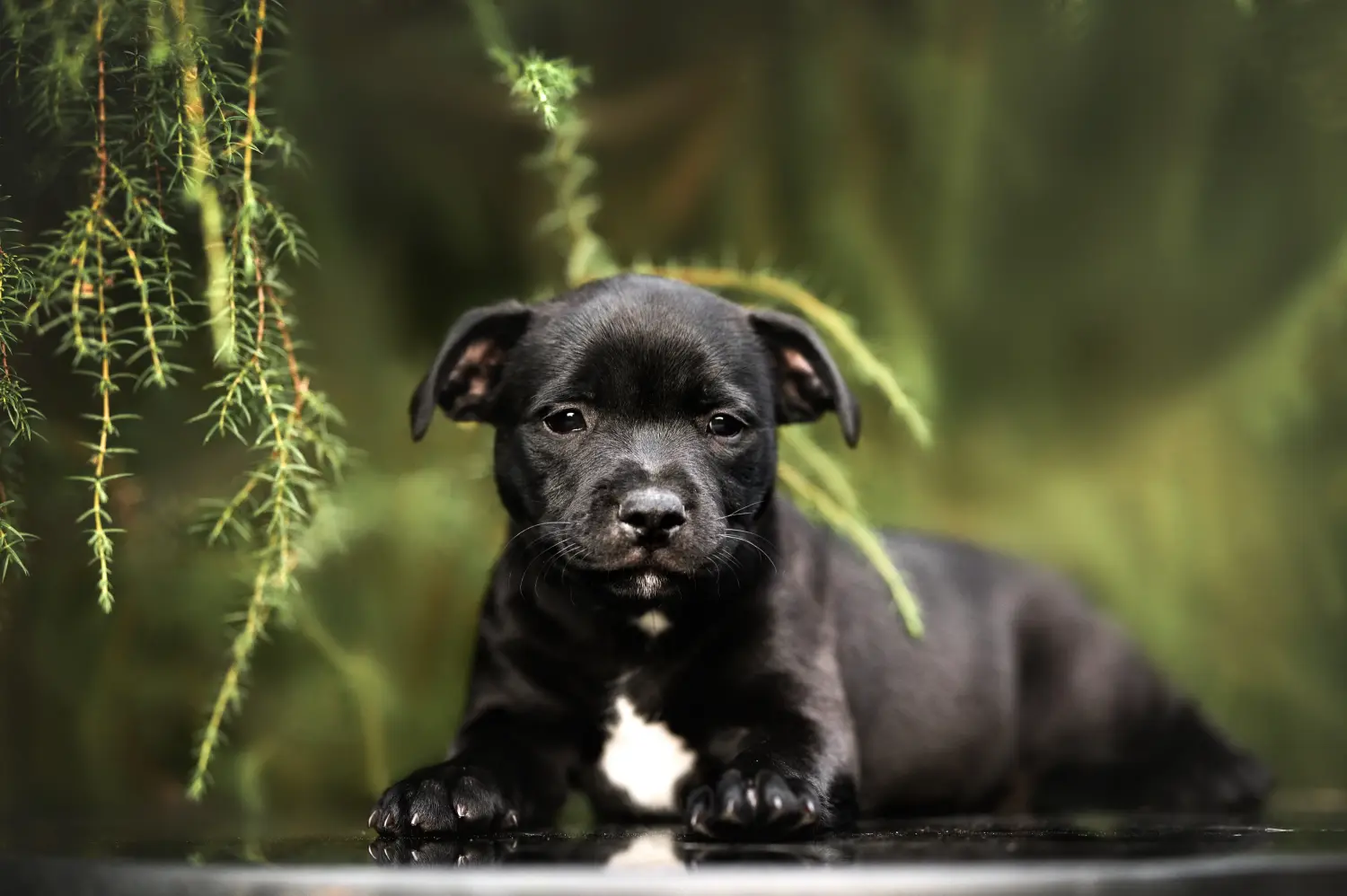 Bir Staffordshire Bull Terrier yavrusu satın almak sorumluluk almak demektir! Staffordshire Bull Terrier yavruları satın alın.