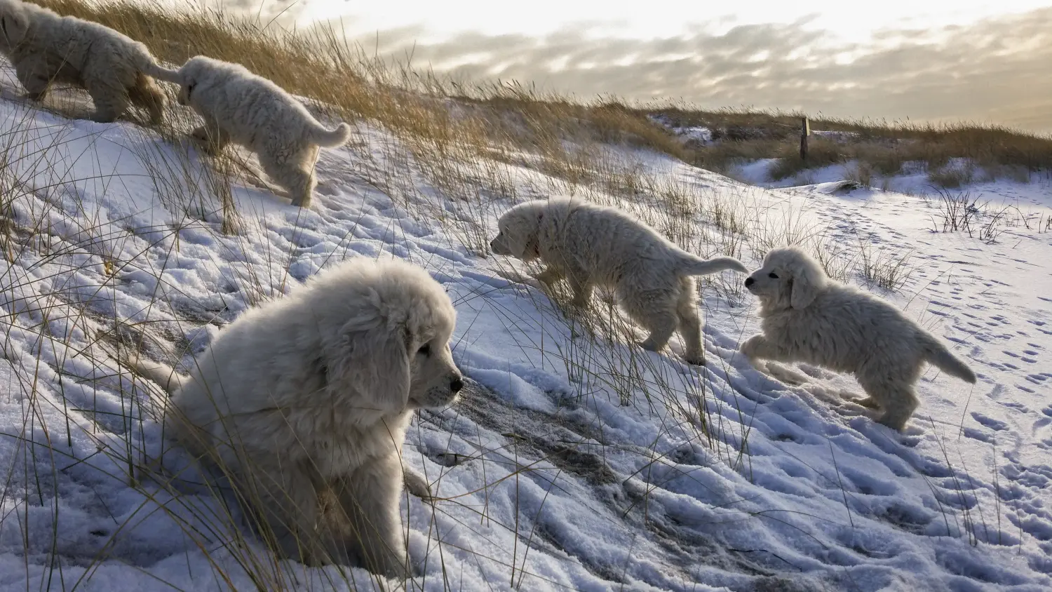 Bir Tatra Çoban Köpeği yavrusu satın almak sorumluluk almak demektir! Tatra Çoban Köpeği yavruları satın alın.