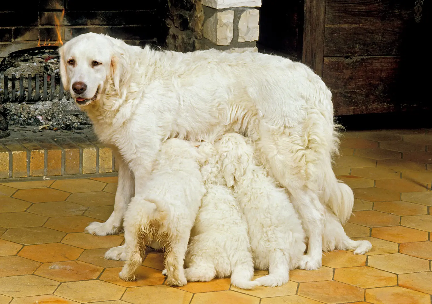 Bir Tatra Çoban Köpeği yavrusu satın almak sorumluluk almak demektir! Tatra Çoban Köpeği yavruları satın alın.
