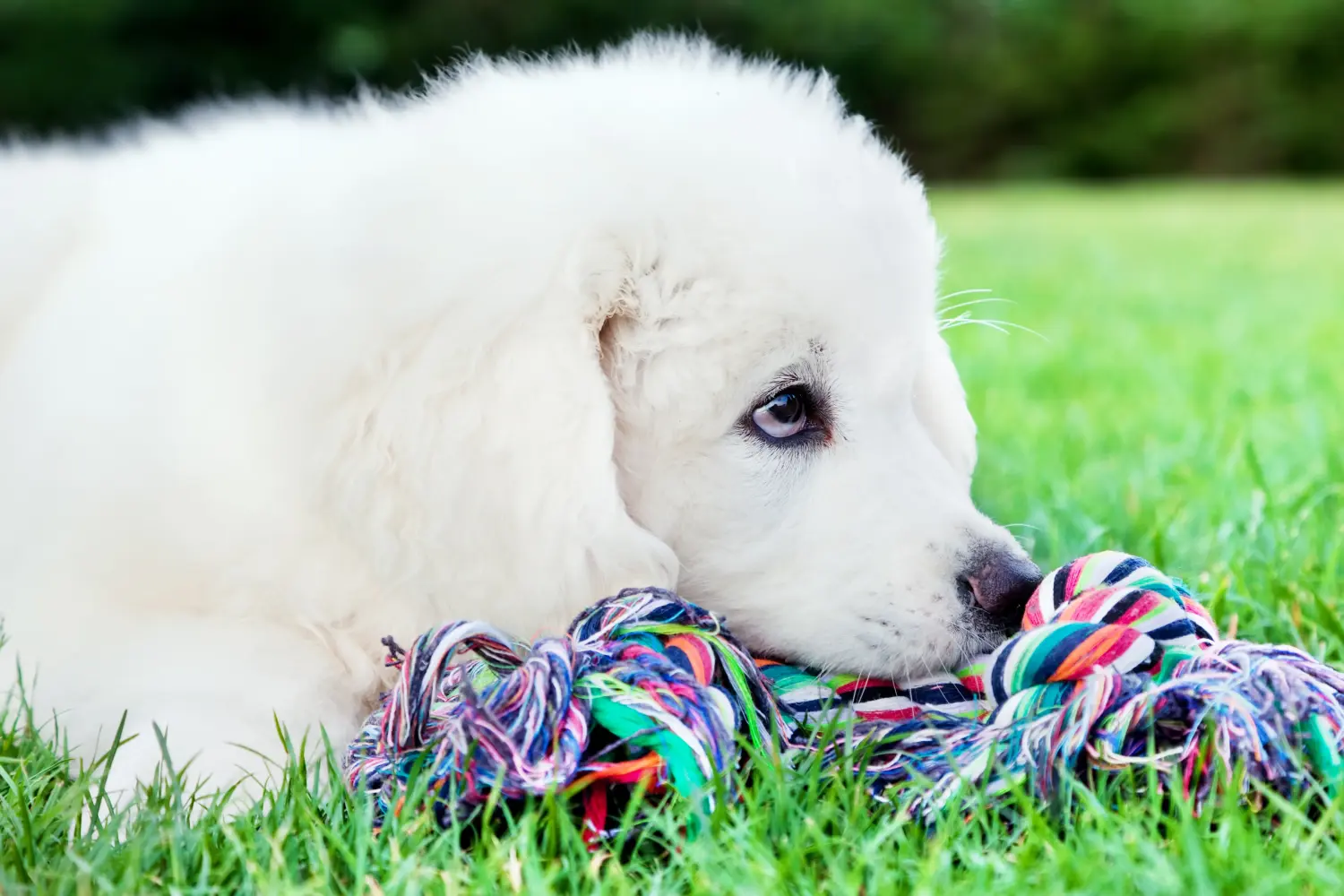 Bir Tatra Çoban Köpeği yavrusu satın almak sorumluluk almak demektir! Tatra Çoban Köpeği yavruları satın alın.