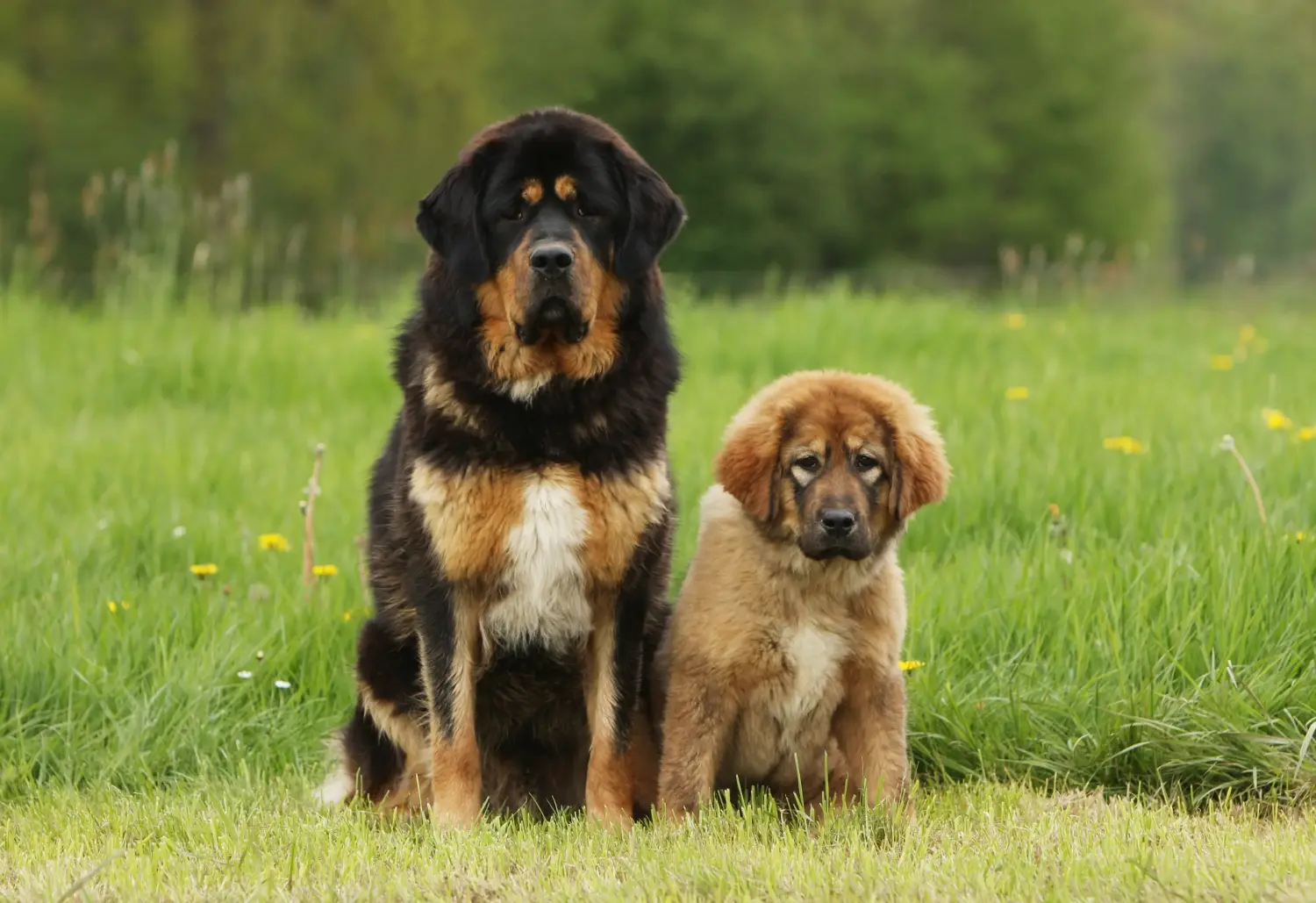 Bir Tibet Mastifi yavrusu satın almak sorumluluk almak demektir! Tibet Mastiff yavruları satın alın.