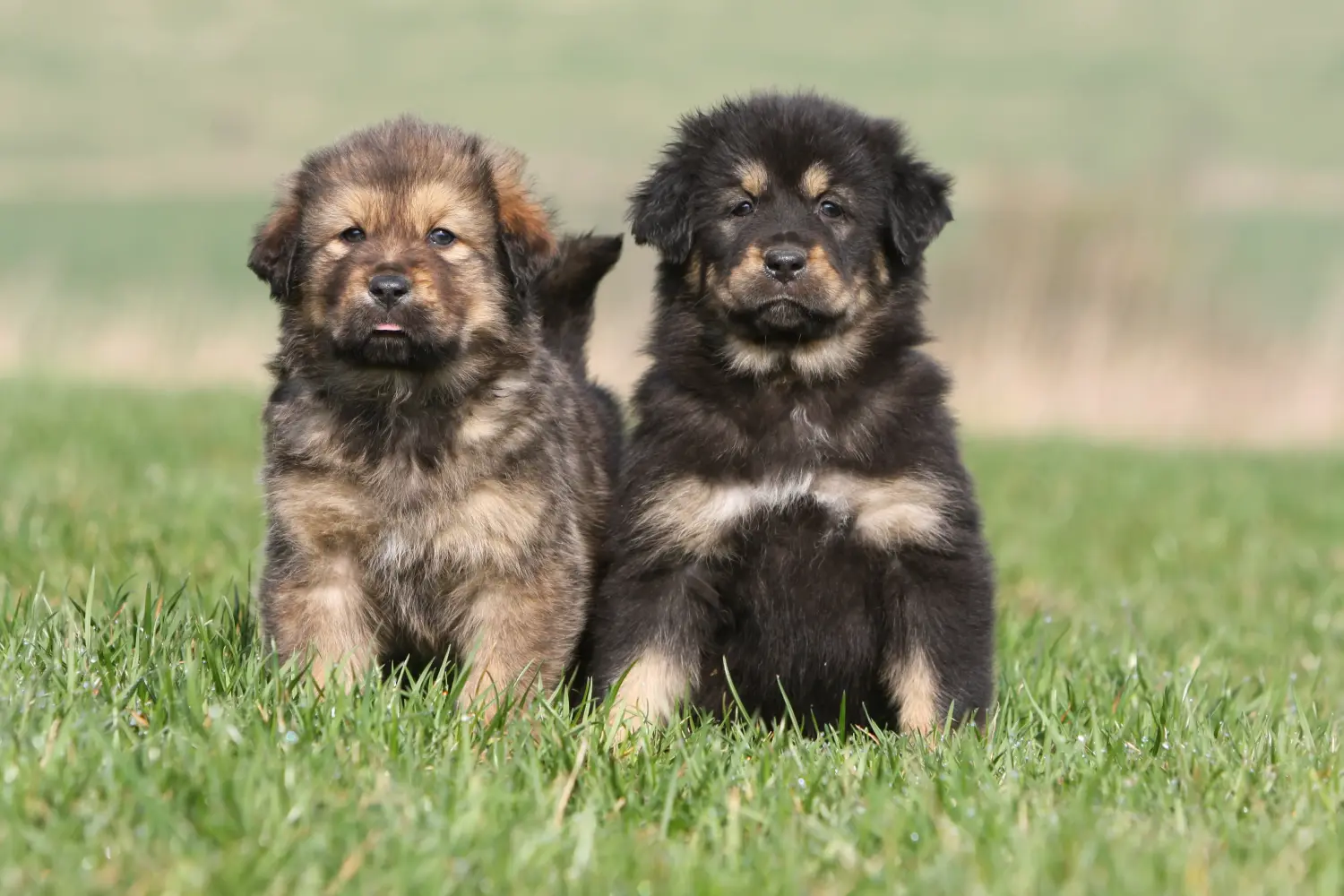 Bir Tibet Mastifi yavrusu satın almak sorumluluk almak demektir! Tibet Mastiff yavruları satın alın.