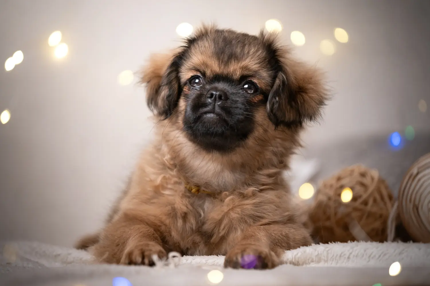 Bir Tibet spaniel yavrusu satın almak sorumluluk almak demektir! Tibet spaniel yavruları satın alın.