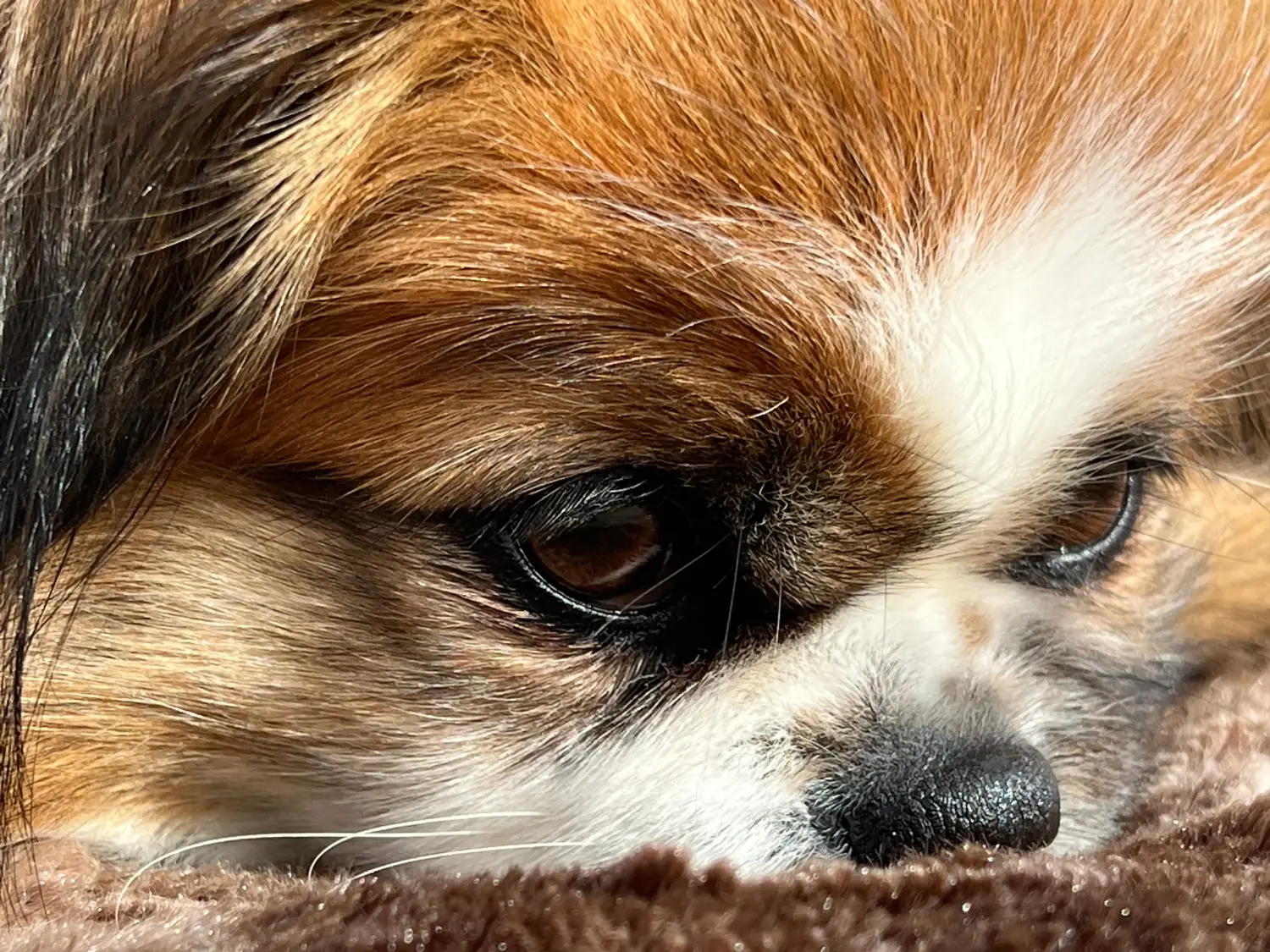 Bir Tibet spaniel yavrusu satın almak sorumluluk almak demektir! Tibet spaniel yavruları satın alın.