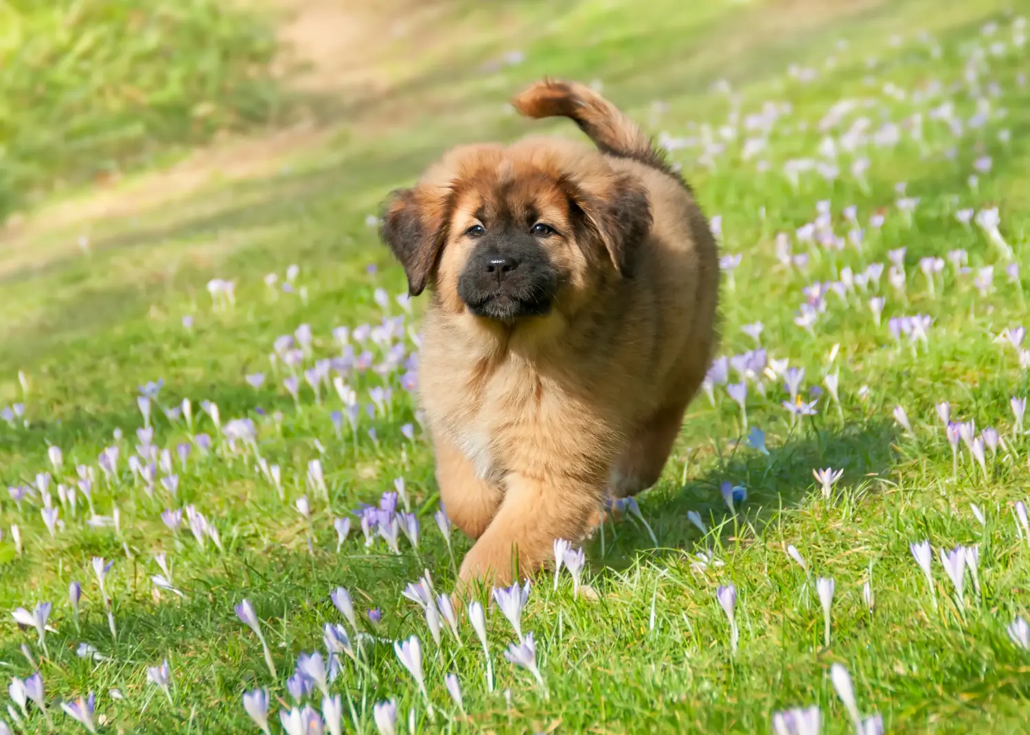 Bir Tibet Mastifi yavrusu satın almak sorumluluk almak demektir! Tibet Mastiff yavruları satın alın.