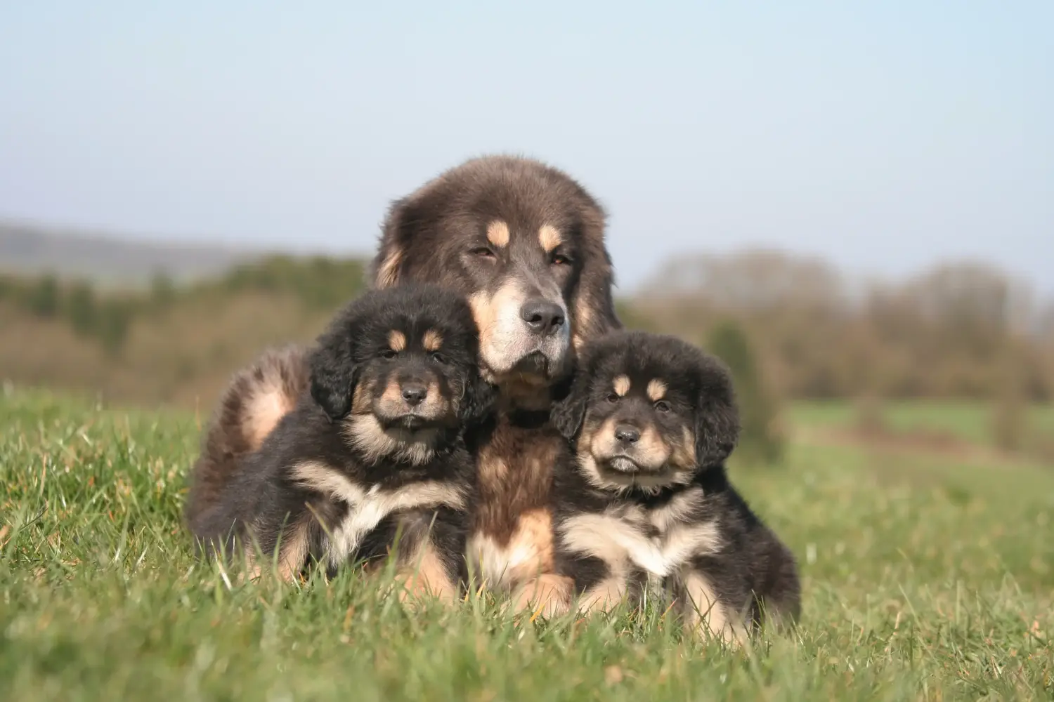Bir Tibet Mastifi yavrusu satın almak sorumluluk almak demektir! Tibet Mastiff yavruları satın alın.