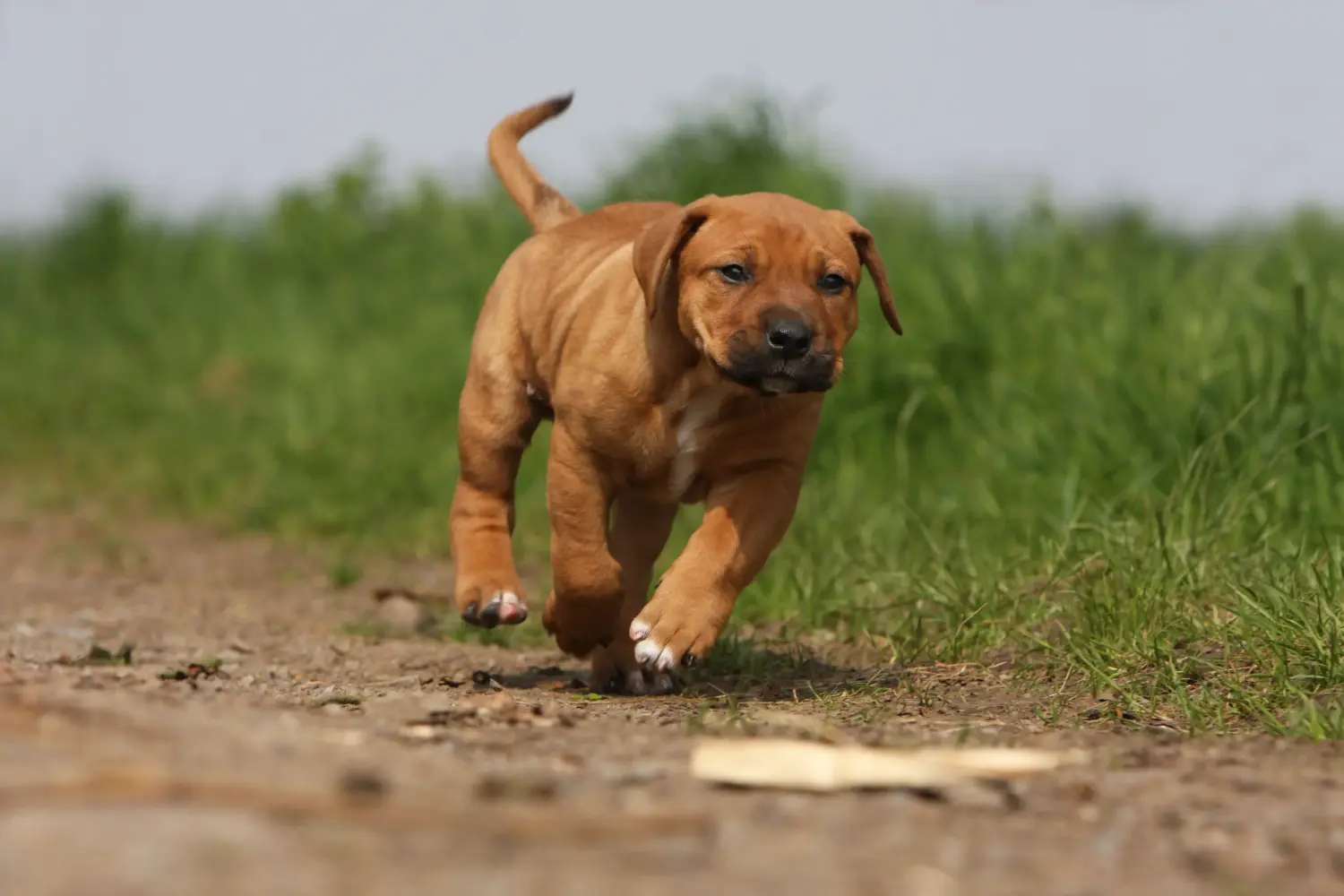 Bir Tosa yavru köpeği satın almak sorumluluk almak demektir! Tosa yavru köpekleri satın alın.