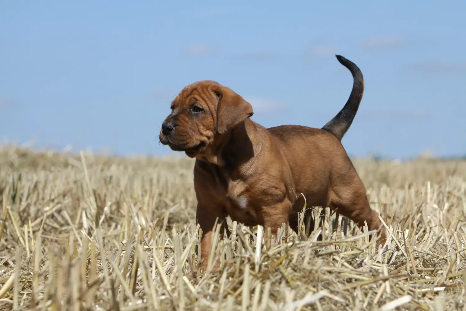 Bir Tosa yavru köpeği satın almak sorumluluk almak demektir! Tosa yavru köpekleri satın alın.