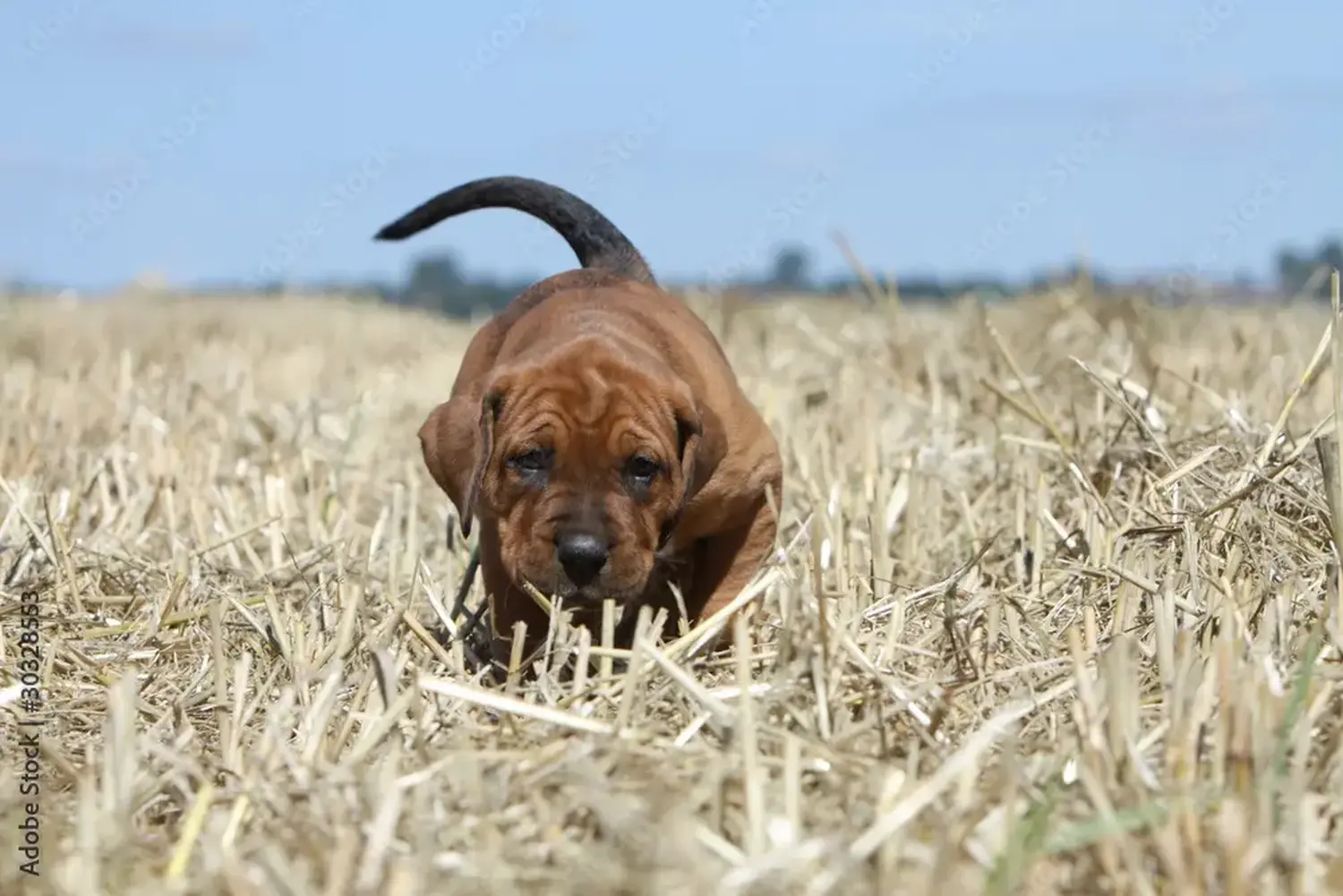 Bir Tosa yavru köpeği satın almak sorumluluk almak demektir! Tosa yavru köpekleri satın alın.