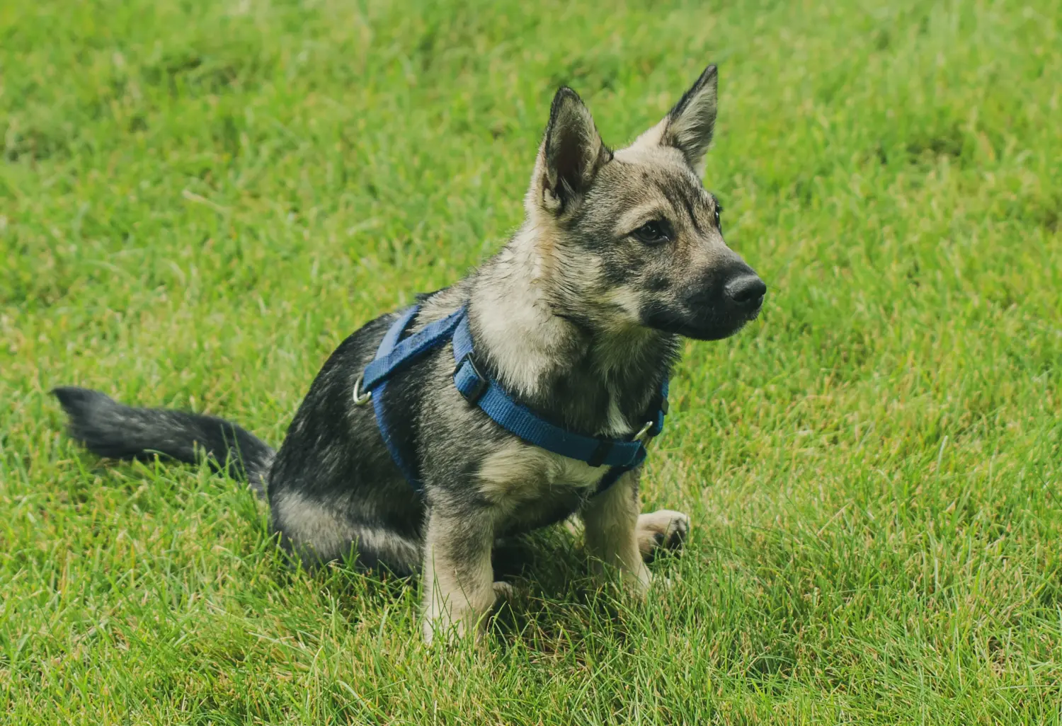 Bir Västgötaspets yavru köpeği satın almak sorumluluk almak demektir! Västgötaspets yavru köpekleri satın alın.