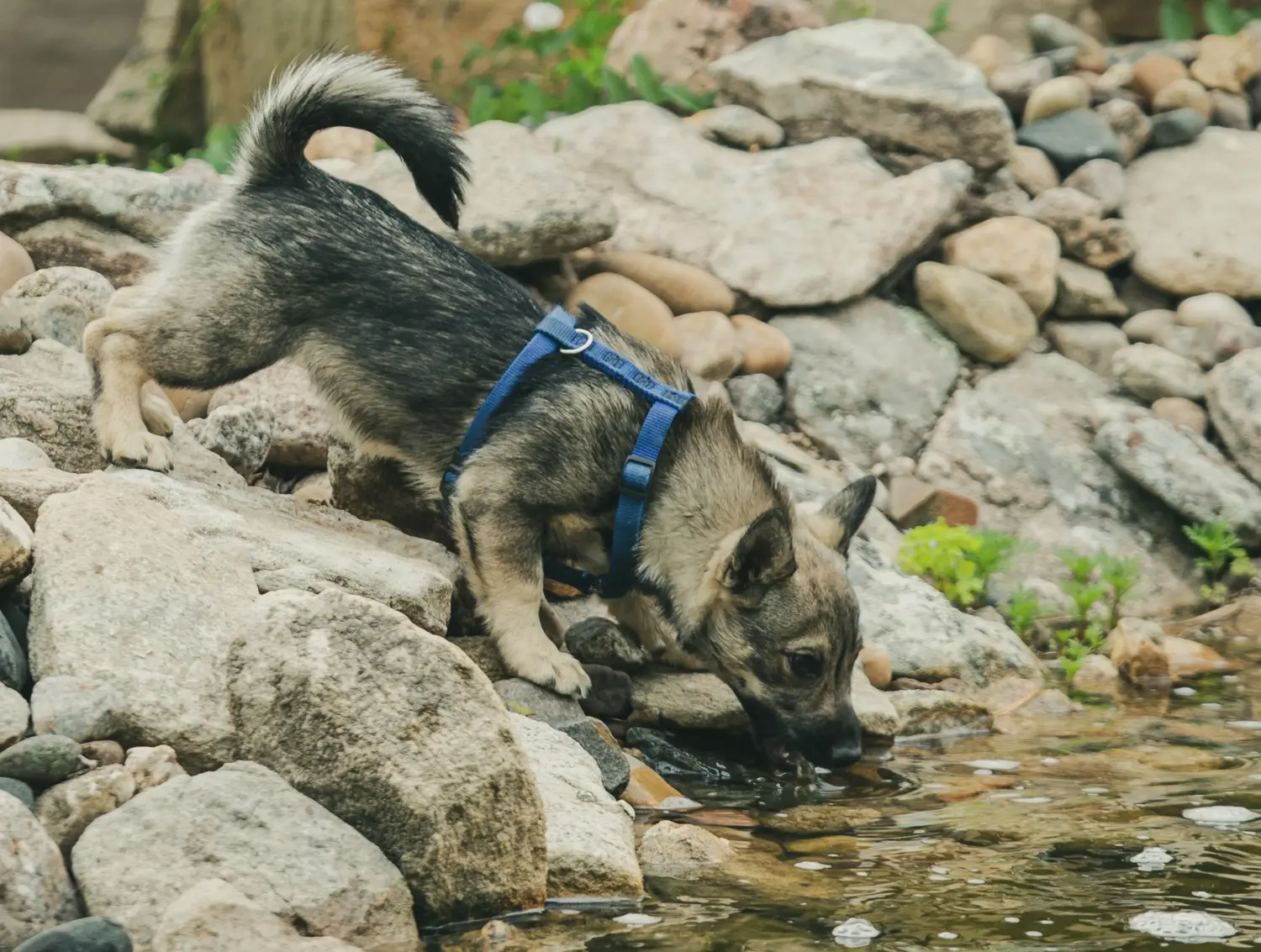 Bir Västgötaspets yavru köpeği satın almak sorumluluk almak demektir! Västgötaspets yavru köpekleri satın alın.