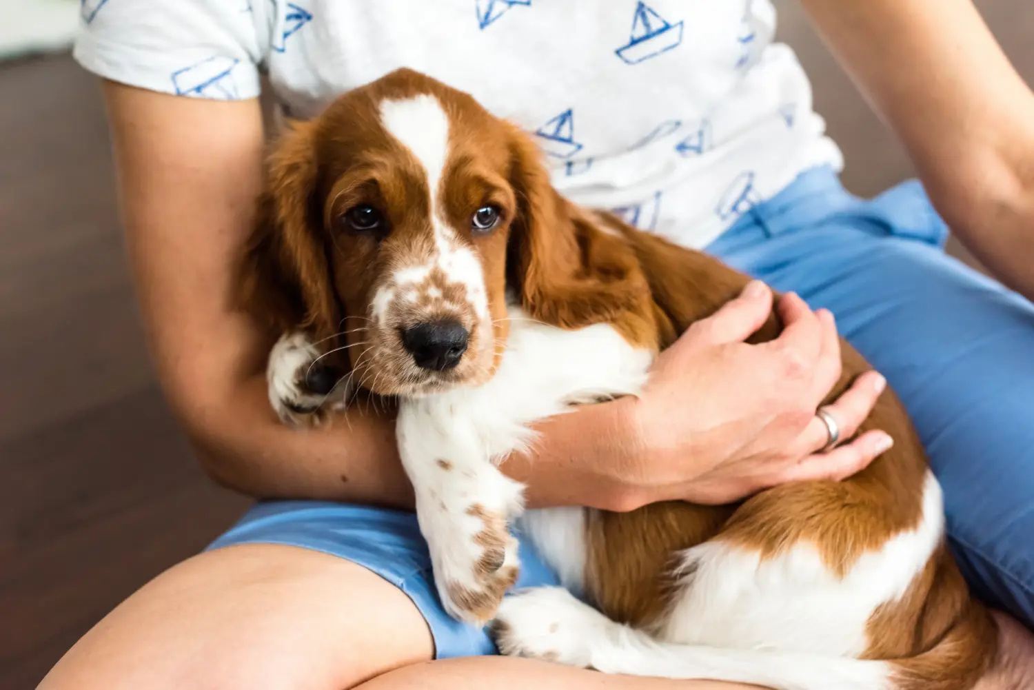 Bir Welsh Springer Spaniel yavrusu satın almak sorumluluk almak demektir! Welsh Springer Spaniel yavru köpek satın alın.
