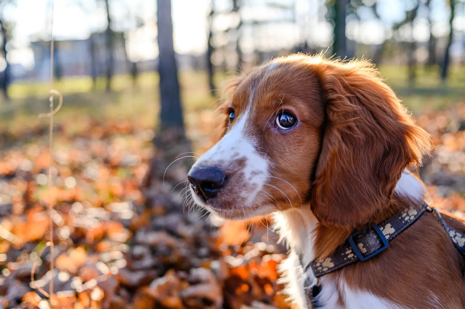 Bir Welsh Springer Spaniel yavrusu satın almak sorumluluk almak demektir! Welsh Springer Spaniel yavru köpek satın alın.