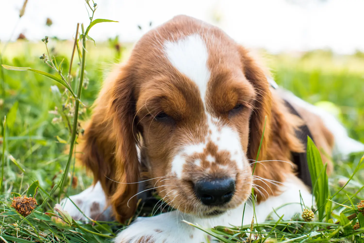 Bir Welsh Springer Spaniel yavrusu satın almak sorumluluk almak demektir! Welsh Springer Spaniel yavru köpek satın alın.