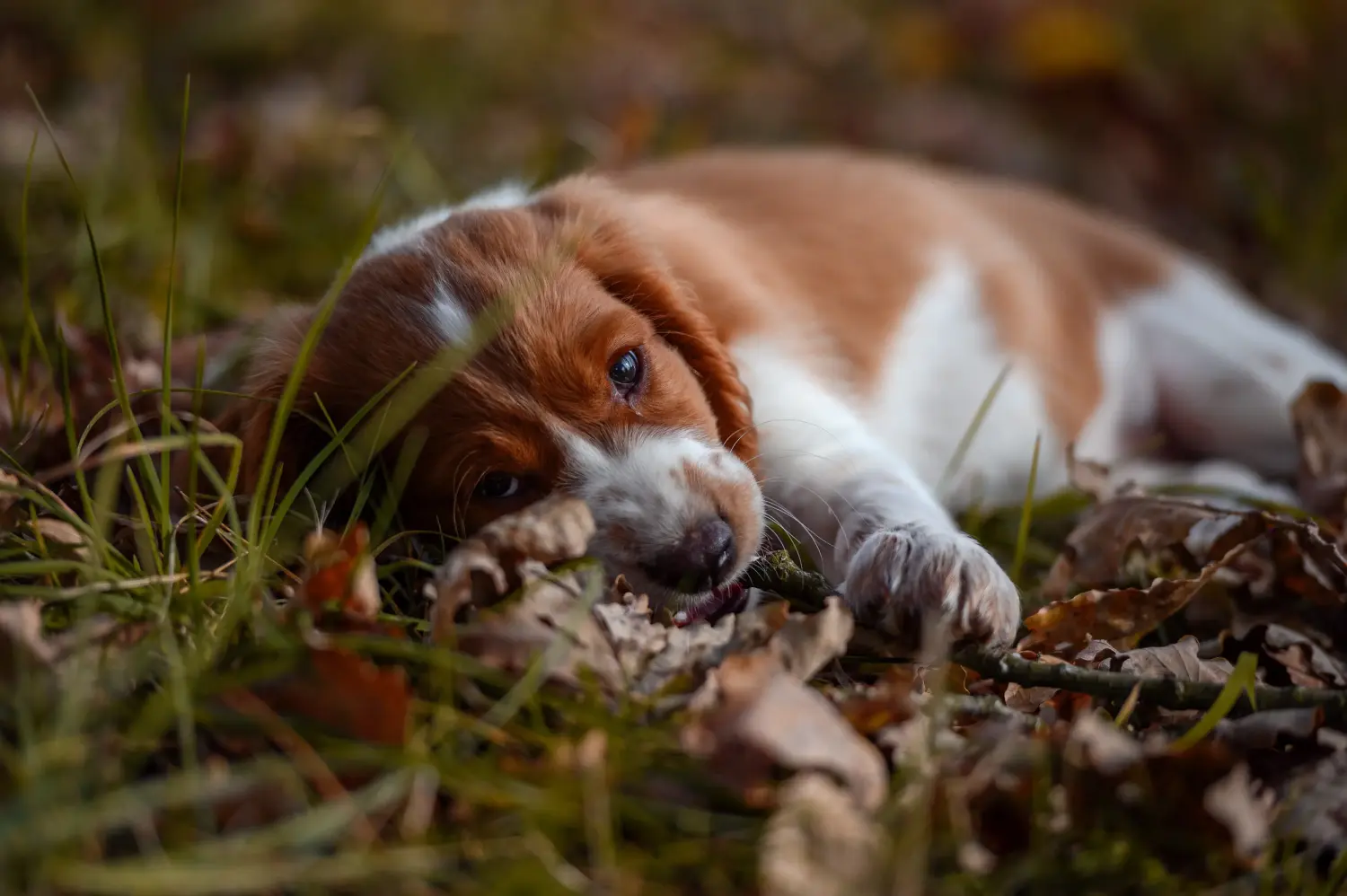 Bir Welsh Springer Spaniel yavrusu satın almak sorumluluk almak demektir! Welsh Springer Spaniel yavru köpek satın alın.