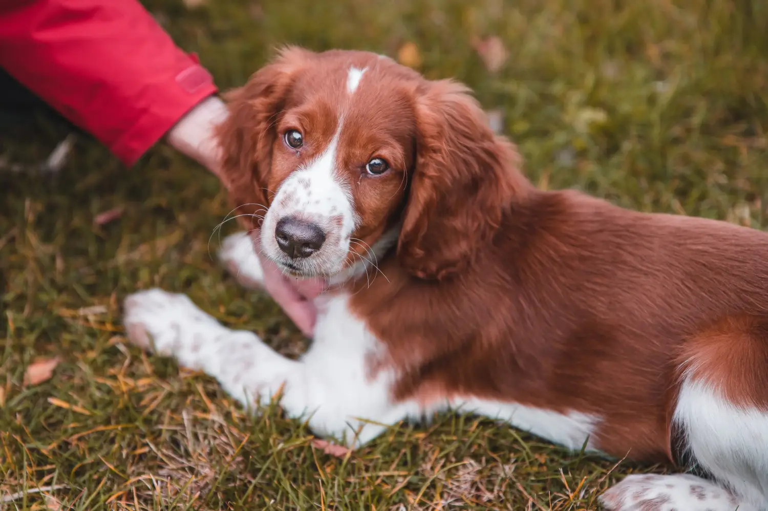 Bir Welsh Springer Spaniel yavrusu satın almak sorumluluk almak demektir! Welsh Springer Spaniel yavru köpek satın alın.