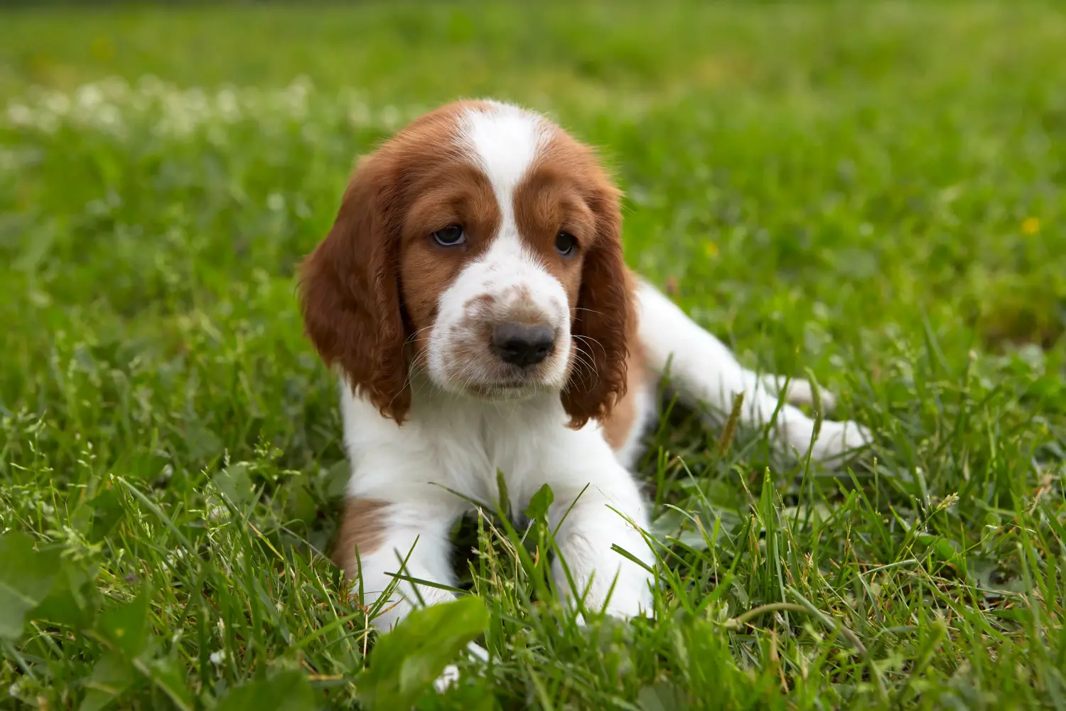 Bir Welsh Springer Spaniel yavrusu satın almak sorumluluk almak demektir! Welsh Springer Spaniel yavru köpek satın alın.
