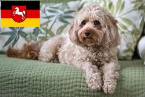 Read more about the article Aşağı Saksonya’da Cavoodle yetiştiricileri ve köpek yavruları
