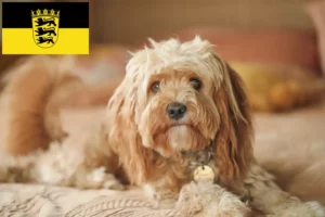 Read more about the article Baden-Württemberg’de Cavoodle yetiştiricileri ve köpek yavruları