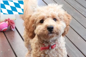 Read more about the article Bavyera’da Cavoodle yetiştiricileri ve köpek yavruları