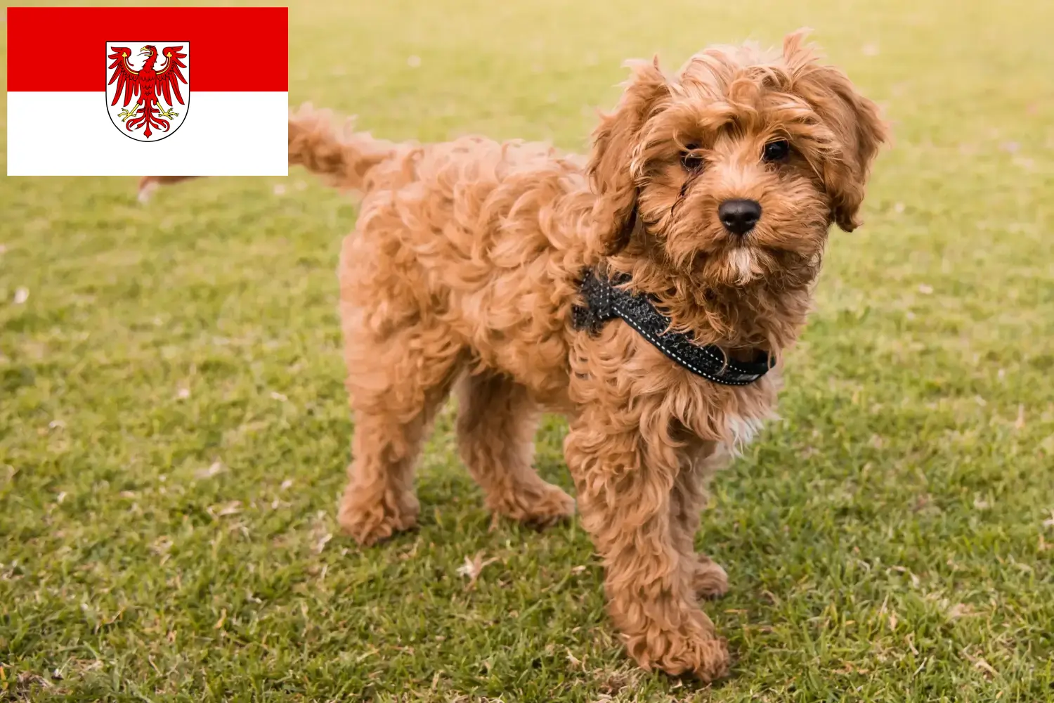 Read more about the article Brandenburg’da Cavoodle yetiştiricileri ve köpek yavruları
