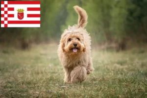 Read more about the article Bremen’de Cavoodle yetiştiricileri ve köpek yavruları